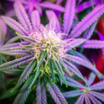Premium Flower Los Angeles